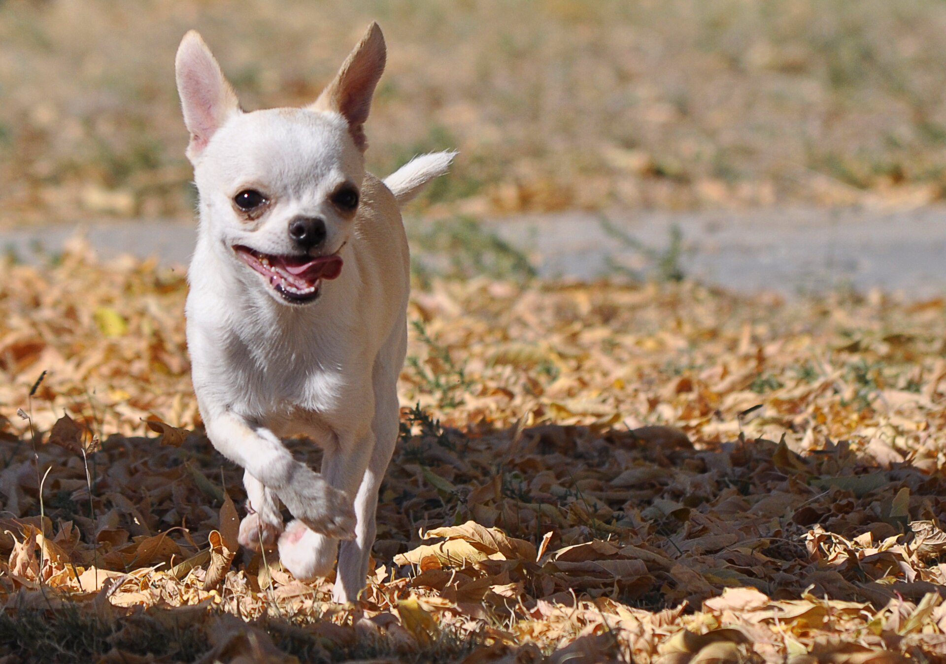 White Chihuahua dog running